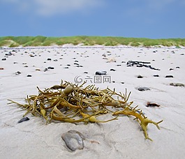 海藻,藻类,水