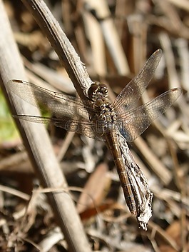 赤蜻属striolatum,蜻蜓,飞虫