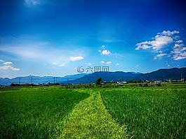 田中,山田的稻田,农村
