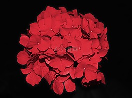 八仙花,开花,花