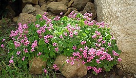 花,岩,性质