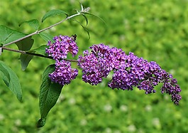 蝴蝶布什,密蒙花,蜜蜂