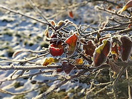 苹果枝,霜,吃苹果