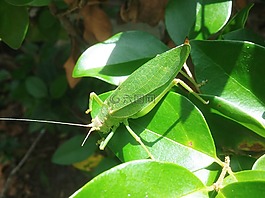蝗虫,伪装,蚂