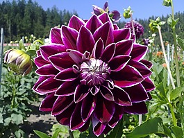 娇琴纱,花,紫