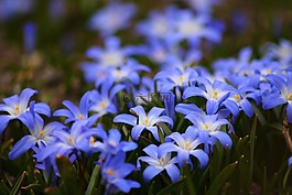 鲜花,蓝色,美丽