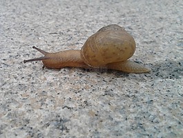 蜗牛,墙,爬网