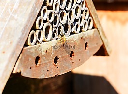 红壁蜂,壁蜂山梨,蜜蜂