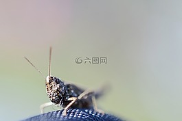 蝗虫,特写,触角