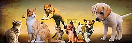 动物,狗,猫
