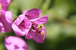 鲜花,夏季,夏季花卉