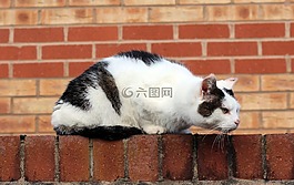 猫,砖墙,红砖