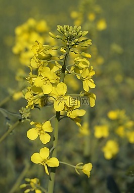 油菜,油菜开花,关闭