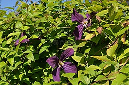 鲜花,夏季,夏季花卉