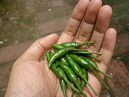 辣椒,绿色