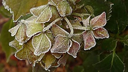 八仙花,鲜花,花