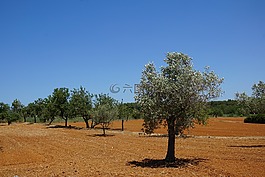 橄榄,种植园,农业