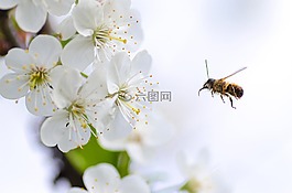 蜂蜜,蜜蜂,自然