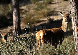 拿国家公园西班牙,鹿,松树