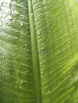 雨,滴的水,绿