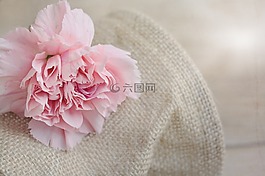 香石竹,花,开花