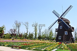 顺天湾,鲜花,花园
