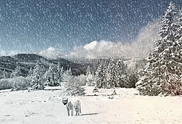 虎,动物,雪景