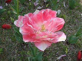 顺天湾,鲜花,特写