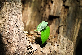 植物,绿色,驱动器