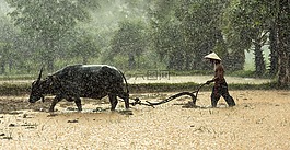 水牛,农民,培养