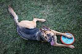 德国牧羊犬,狗,飞盘