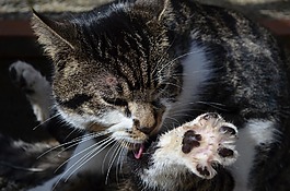 猫,毛皮护理,宠物