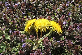 蒲公英,黄,植物