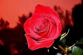 花卉,红色,玫瑰