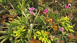兰花,花,植物园