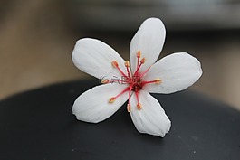 油桐花图片 油桐花素材 油桐花模板免费下载 六图网