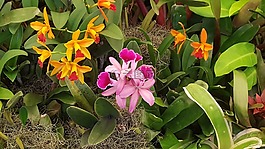 兰花,花,植物园