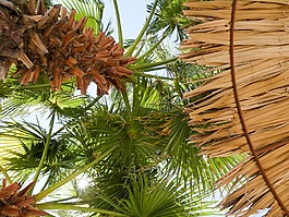 棕榈树,棕榈叶,稻草伞