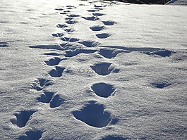 痕迹,雪中痕迹,雪
