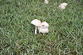 蘑菇,苏咯,干
