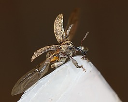 甲虫,象鼻虫,dorytomus