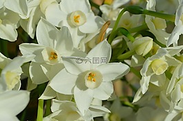 talahi,白,张白纸