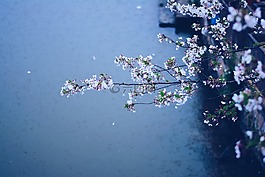 春天,雨天,鲜花