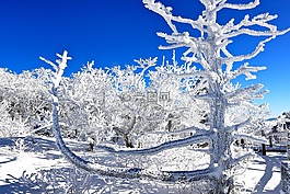 冰霜,雪,冬季