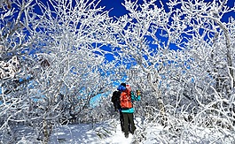 冬季,雪,冰霜