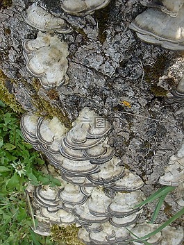 菌,树墩,多孔菌
