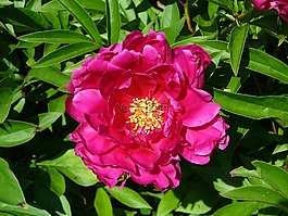 百日草,紫色花,花