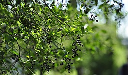性质,植物,莓果