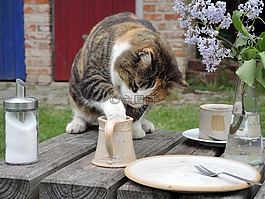 猫,爱吃甜食,牛奶小偷