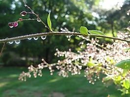 降雨后,天气,自然